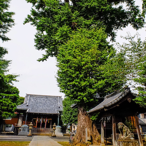 赤塚諏訪鳥神社（板橋区）